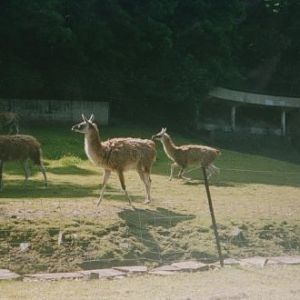 GUANCO IN BEAR RAVINE 2007