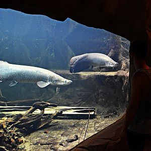Arapaima