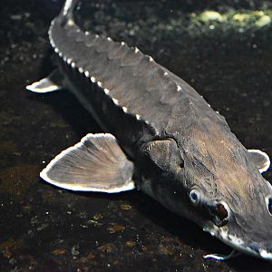 Atlantic sturgeon