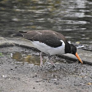 Eurasian oystercatcher