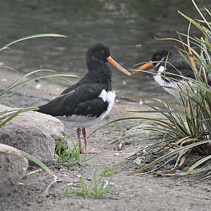 Eurasian oystercatcher
