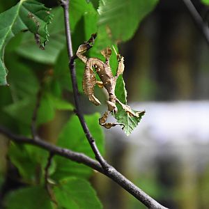 giant prickly stick insect