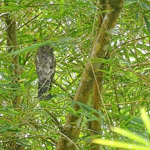 Common Potoo