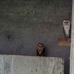 Barn owls