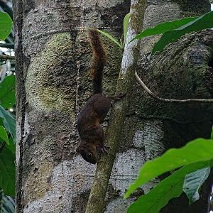 Squirrel (ID?)
