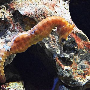 Western spiny seahorse