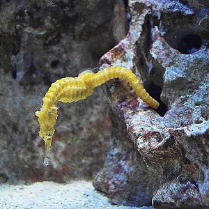 Western spiny seahorse