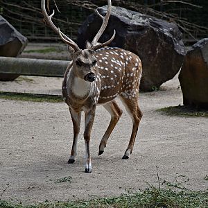 Chital