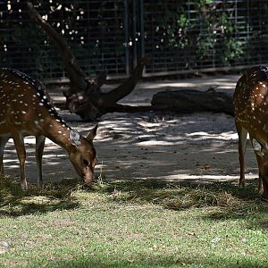 Chital