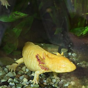 Axolotl