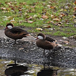White-cheeked pintail