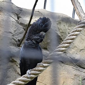 Red-tailed black cockatoo