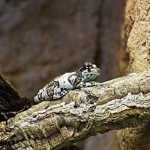 Mission golden-eyed tree frog
