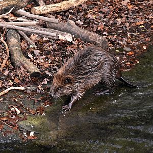Beaver