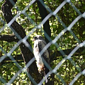 Black-chested buzzard-eagle