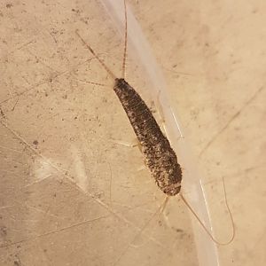 Gray silverfish - Ctenolepisma longicaudata