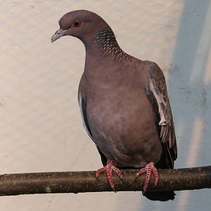 Picazuro pigeon