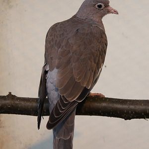 Bare-eyed pigeon
