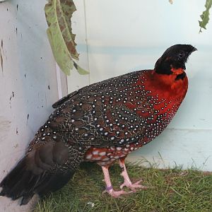 Satyr tragopan Male