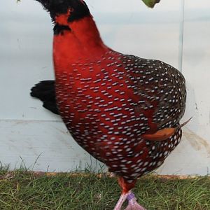Satyr tragopan Male