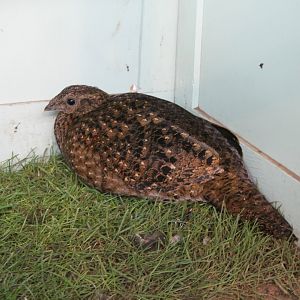 Satyr tragopan Female