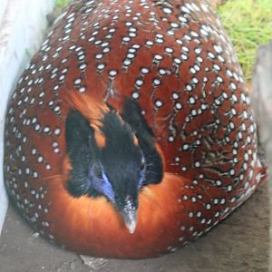 Temminck tragopan Male