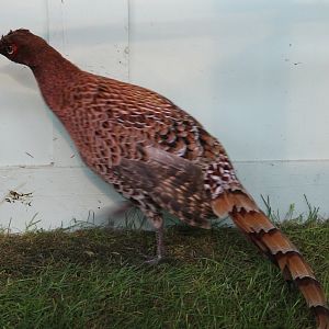 Scintillating copper pheasant
