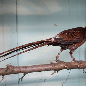 Ijima copper pheasant