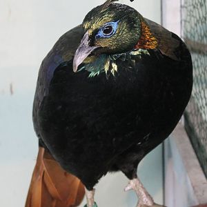 Himalayan monal
