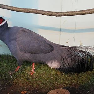 Blue eared pheasant