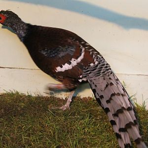 Hume bar-tailed pheasant Male