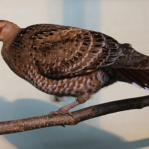 Hume bar-tailed pheasant Female