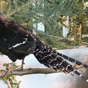 Mikado pheasant
