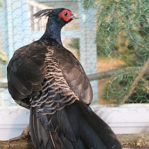 Kalij pheasant Male