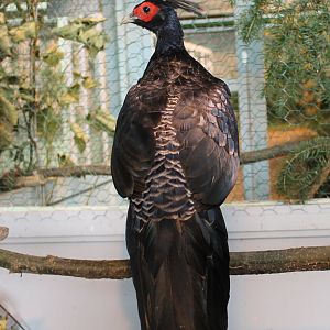Kalij pheasant Male