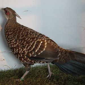 Kalij pheasant Female