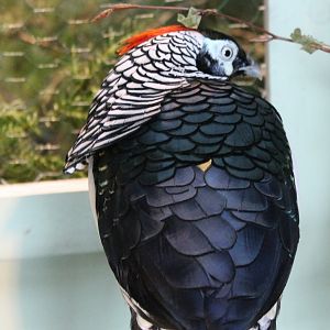 Lady Amherst pheasant