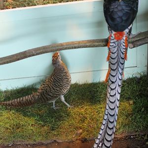 Lady Amherst pheasants