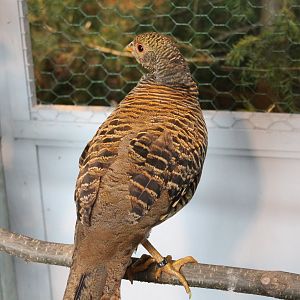 Gold pheasant Female