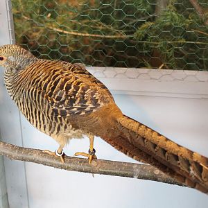 Gold pheasant Female