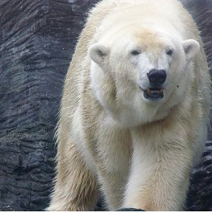 Polar bear