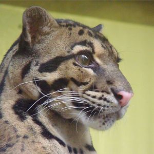 Clouded leopard