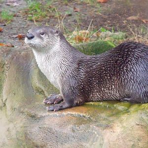 North American otter