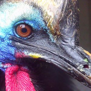Cassowary