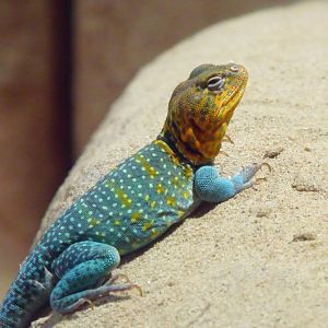 Collared lizard