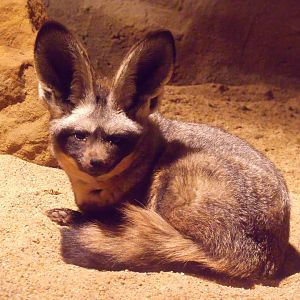 Bat eared fox