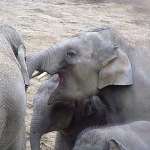 Asian Elephant