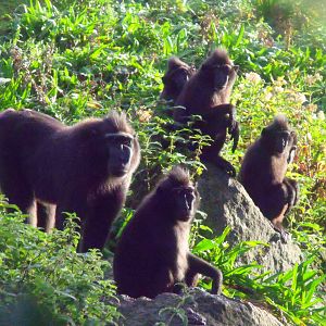 Sulawesi crested macaque