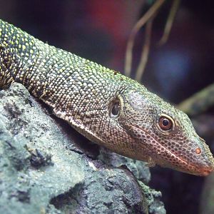 Mangrove monitor