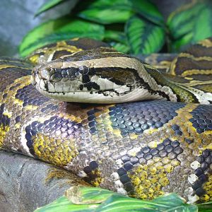 Burmese python